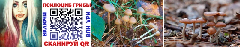 Галлюциногенные грибы Magic Shrooms  Пудож 